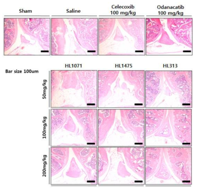 Hematoxylin & eosin 염색을 통한 윤활관절막 염증 확인