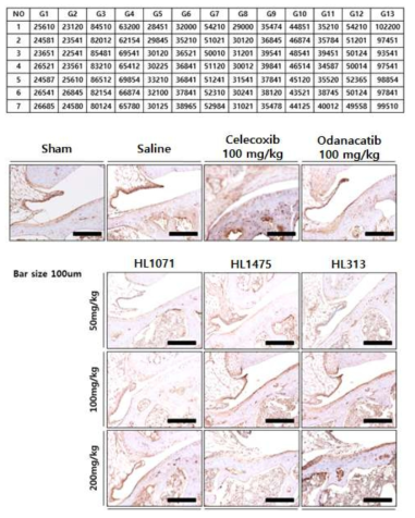 Osteoclacin 면역조직화학을 통한 투여군 별 non-collagenouse protein (bone matrix) 분포