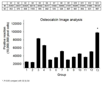 Osteocalcin 염색을 통한 bone matrix 손상정도 분석