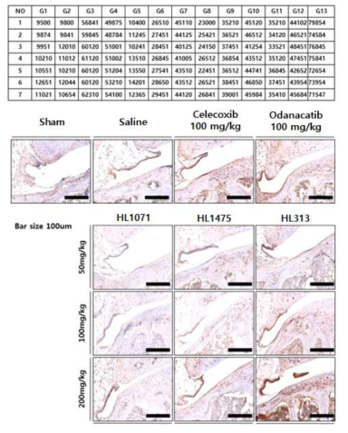 Ostepontin 면역조직화학을 통한 군 별 osteoblast 분포