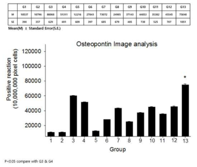 Osteopontin 염색을 통한 무릎관절 내 뼈 재형성 분석결과