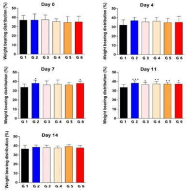 골관절염 유도 SD 랫드 모델을 이용한 day별 체중부하 측정 분석 G1: Vehicle control, G2: Celecoxib 100 mg/kg/day, G3: HL313 25mg/kg/day, G4: HL313 50mg/kg/day, G5: HL313 100 mg/kg/day, G6: HL313 200 mg/kg/day (G1대비 p-value score, *: p > 0.05, **: p > 0.01, ***: p > 0.001)
