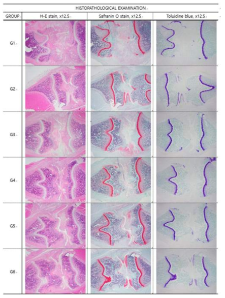 무릎관절의 변화를 관찰하기 위한 조직병리학적 검사 (H&E, Safranin-O, Toluidine blue 염색) G1: Vehicle control, G2: Celecoxib 100 mg/kg/day, G3: HL313 25mg/kg/day, G4: HL313 50 mg/kg/day, G5: HL313 100 mg/kg/day, G6: HL313 200 mg/kg/day