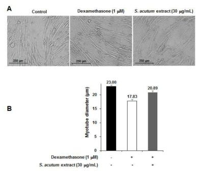 방기의 dexamethasone에 의한 C2C12 myotube의 두께 감소 개선 효능 A: C2C12 myotube의 사진, B 방기에 의한 myotube의 두께