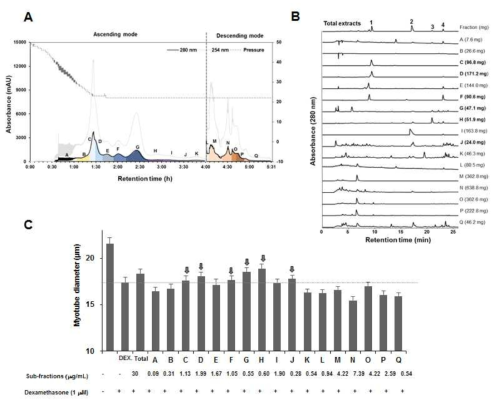 CPC를 이용한 activity-guided fractionation과 dexamethasone에 의한 C2C12 myotube의 두께 감소 개선 효능평가 A: CPC chromatogram, B: CPC 분획물의 HPLC chromatogram, C: 각 분획에 의한 myotube의 두께