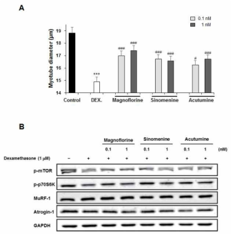 방기의 활성화합물에 의한 C2C12 myotube의 두께 감소 개선 효능 및 작용기전 A: 세포의 두께, B: western blot 결과