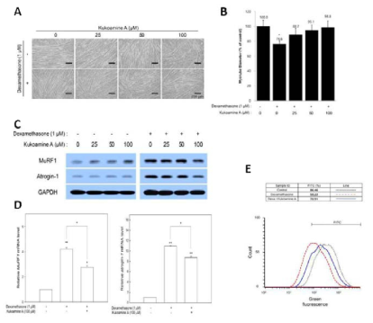 Kukoamine A의 세포 dexamethasone에 의하여 감소한 세포 두께의 개선 효과 A: 세포사진, B:세포 diameter, C: mRNA levels of MuRF-1 and atrogin-1, E: Protein 생성