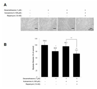Kukoamine A 및 rapamycin 처리가 dexamethasone에 의하여 감소한 세포 두께에 미치는 영향 A: 세포사진, B: rapamycin 처리에 의한 C2C12 myotube 두께의 변화