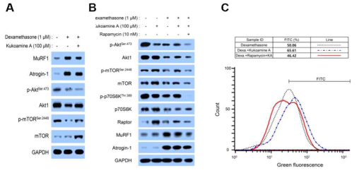 Kukoamine A의 세포 dexamethasone에 의하여 감소한 세포 두께의 개선 효과에 미치는 작용기전 A: western blot 결과, B: rapamycin 처리에 의한 protein의 western blot 결과, C: rapamycin에 의한 protein 생성의 감소