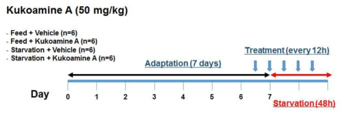Kukoamine A 동물실험 모식도