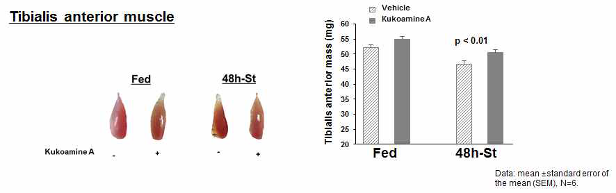 Fasting에 의한 mice의 tibialis anterior 근육의 무게 비교