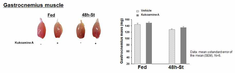 Fasting에 의한 mice의 gastrocnemius 근육의 무게 비교