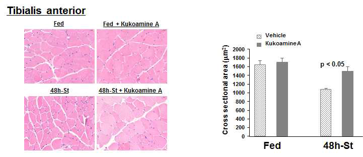Fasting에 의한 mice의 tibialis anterior 근육의 CSA 비교