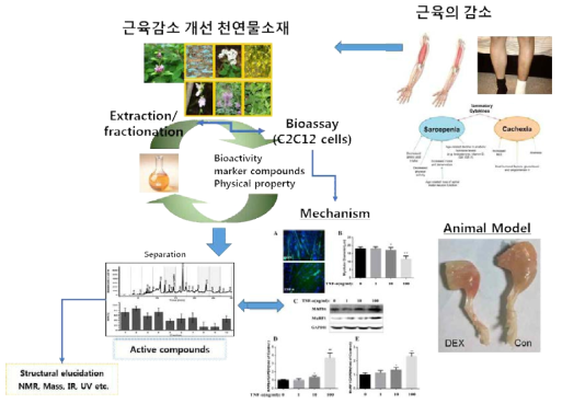 골격근 감소 개선 천연물소재 개발 과제의 개요