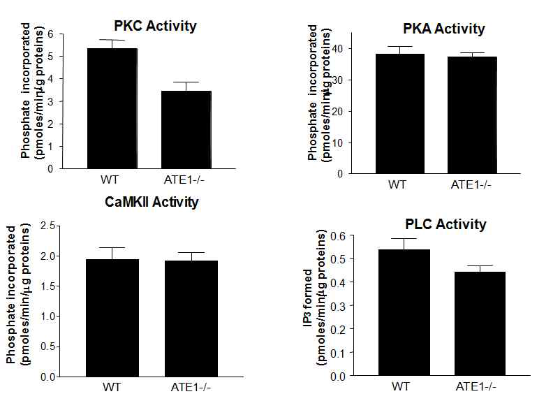 선행연구과정에서 다양한 GPCR 신호체계의 아래 이펙터들의 활성을 야생형과 변이형 세포주에서 측정하였음. 각각의 기질로는 PKC와 CamKII는 형광표지펩타이드, PKC는 kemptide, 그리고 PLC의 경우에는 PIP2를 사용하였음. 위와같은 실험을 통하여, N-말단법칙이 고장난 ATE1-/- 세포에서는 RGS 단백질에 의해 조정되는 GPCR 신호체계가 정상에 비해 낮게 진행됨을 확인할 수 있었음 (unpublished)