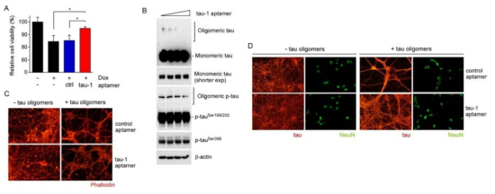 타우 단백질 소중합체의 독성효과와 이에 대해 타우 특이적 aptamer가 가지는 독성 감소효과 확인. A. 타우 단백질의 소중합 체를 증대시켜 세포 독성을 유발하여 aptamer의 효과 조사. B. Rat Cortex의 초대 배양을 통해 세포를 추출한 후 소중합체를 전달시켜 aptamer의 효과를 보임. C,D. 랫드 대뇌 해마조직의 초대 배양을 통해 뉴런세포를 추출 한 후 소중합체를 전달시켜 세포 독성과 독성의 완화를 이미지로 보임