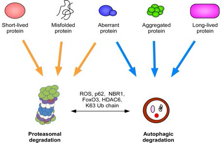 세포 내 단백질의 분해를 담당하는 두 시스템(유비퀴틴-프로테좀 시스템과 자식작용 시스템). 각 시스템의 주요 타겟 단백질이 표시되었음