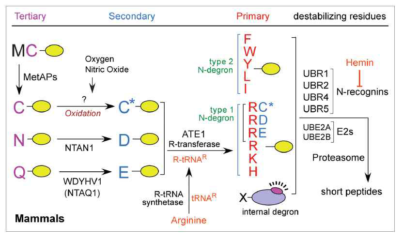 현재까지 알려진 포유류 N-말단법칙의 개요. 일차 분해신호 (primary destabilizing residue)는 크게 양극을 띠는 type 1과 혐수성 아미노산인 type 2로 나뉘고, 이들은 UBR 유비퀴틴 리가아제에 의해 인식되고 유비퀴틴화되어 결과적으로 프로테아좀에 의해 분해됨. 박테리아에서는 N-말단 아미노산의 아세틸화가 또한 중요한 분해 신호 기작으로 기능함