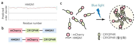 텔로미어 스캐폴드. a. HMGN1 단백질 서열의 무정형(intrinsically disordered) 정도. b. 스캐폴드 모식도. c. mCherry-Cry2PHR-HMGN1 스캐폴드에 청색광을 비추었을 때 모식도