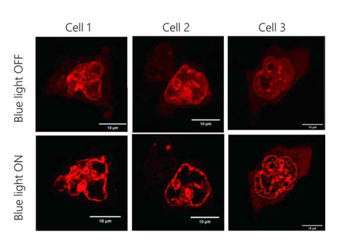 MEF 세포에 텔로미어 스캐폴드를 transfection 후, 청색광을 이용하여 Cry2를 활성화하기 전(상)과 후(하)