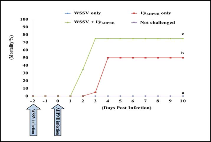 : WSSV 대조구(Group 1), AHPND 대조구(Group 2), WSSV + AHPND 복합감염(Group 3), 음성대조구 (Group 4)의 누적 폐사율 비교. WSSV 대조구(Group 1), AHPND 대조구(Group 2) 대비, 복합감염 그룹 (Group 3)에서 유의적으로 높은 누적 폐사율을 확인하였다 (p<0.05%)