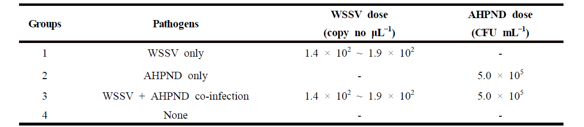 흰다리 새우 복합감염에 사용된 병원체 종류 및 감염농도. WSSV 대조구(Group 1), AHPND 대조구(Group 2), WSSV + AHPND 복합감염 그룹 (Group 3), 음성대조구(Group 4)