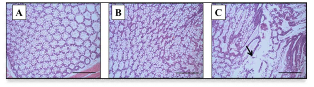 시험 종료일(10일째) 감염된 새우의 간췌장 Davison’s AFA-고정조직절편을 이용한 조직병리학적 검사. (A) 음성대조구(Group 4) : 일반적인 간췌장의 모습. (B) AHPND 대조구(Group 2) : 정상적인 기능을 하는 B와 R세포를 가진 일반적인 간췌장의 모습. (C) WSSV+AHPND 복합 감염 그룹(Group 3) : 췌장 상피세포 세관의 점진적인 괴사와 거대한 붕괴를 동반한 전형적인 급성 AHPND 감염의 모습. H&E 염색. (Scale bar : 100μm)