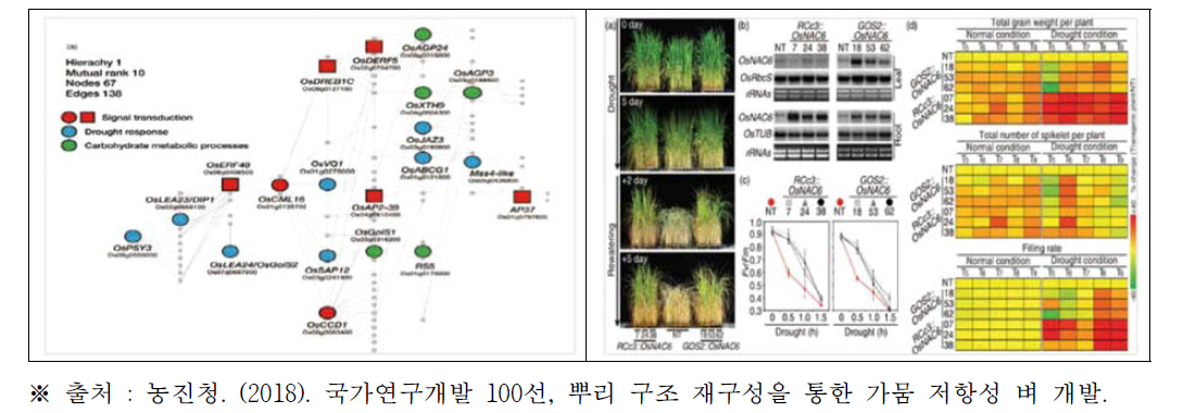 전사인자의 과발현 식물체를 이용한 전사 조절 네트워크 구축(좌), OsNAC6 생명공학작물의 가뭄저항성 증대(우)