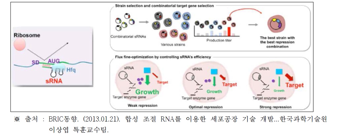 조절 RNA 작용기작(좌), 최적 생산 균주 및 유전자 선별을 위한 조절 RNA 활용(우)