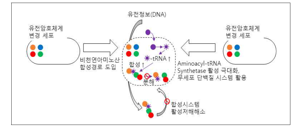 비천연아미노산/천연아미노산-tRNA 생합성 극대화 기술개발의 도식화