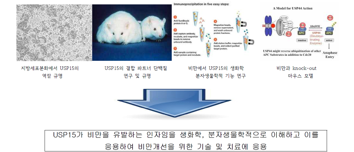 비만 및 지방대사 연구에서 USP15 인자의 역할 규명과정 및 목표