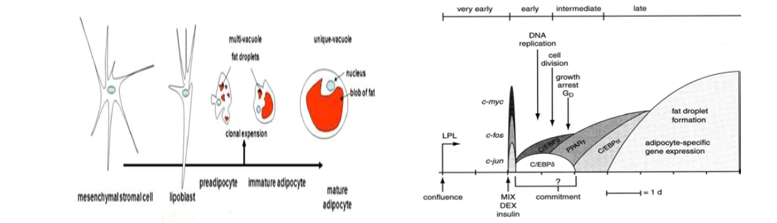 지방분화세포 단계