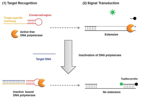 표적 핵산에 의한 DNA 중합효소 활성 스위치 기술의 모식도
