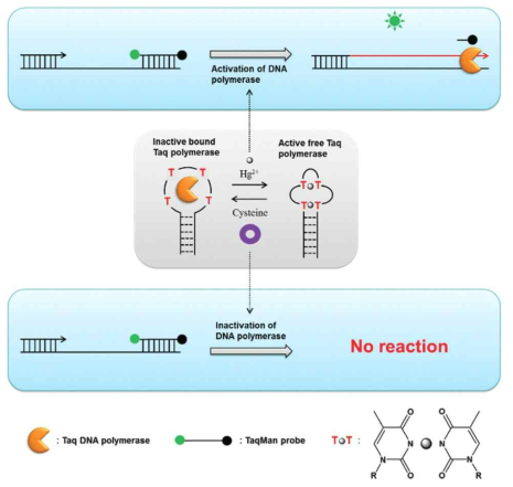 금속 이온에 의한 DNA 중합효소 활성 스위치 기술의 모식도