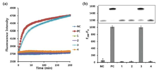 금속 이온에 의한 가역적 DNA 중합효소 활성 조절 반응 feasibility test (NC: w/o DNA polymerase, PC: w/ DNA polymerase, 1: w/ aptamer, 2: w/ aptamer + cystein, 3: w/ aptamer + Hg2+, 4: w/ aptamer + cysteine + Hg2+)