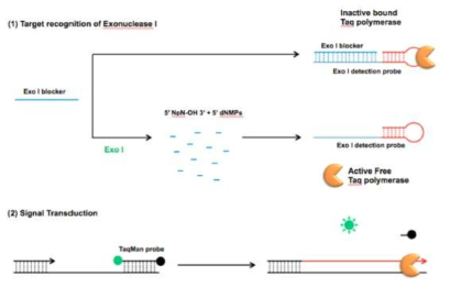 DNA 중합효소 압타머 기반 Exo I 검출 기술 모식도