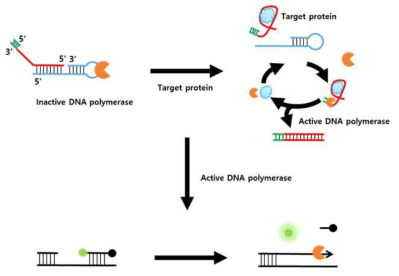 압타머를 활용한 DNA 중합효소 활성 스위치 기반의 범용적 표적 물질 검출 및 신호 증폭 방법의 모식도