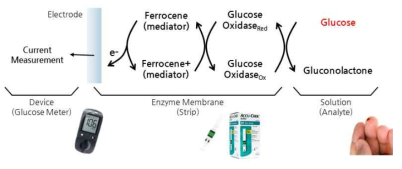 전기화학적 신호 기반의 혈당측정기 원리