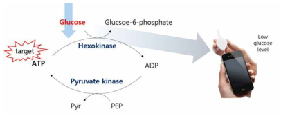 자가혈당측정기를 이용한 ATP 검출 기술