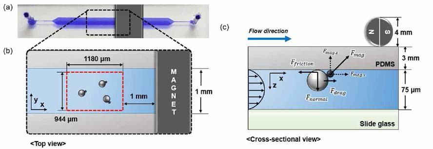 (a) 마이크로채널의 모습, (b) 감지 영역(붉은 박스)의 크기, (c) 미끄러지는 응집체에 작용하는 힘들