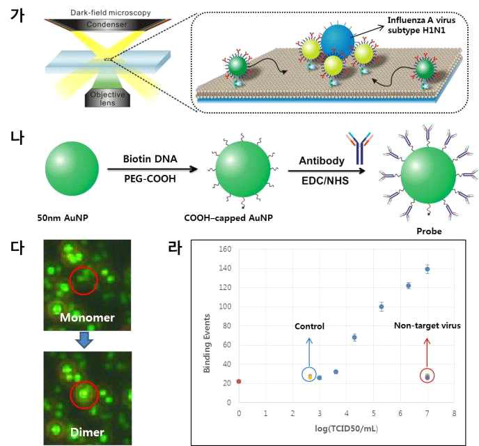DF-NLB 기반의 바이러스 검지 시스템: (가) DF-NLB 기반의 바이러스(influenza A subtype H1N1) 검지 플랫폼 개념도, (나) 바이러스에 특이적으로 결합하는 항체가 도입된 검지용 금 나노입자, (다) 타겟 바이러스에 의한 금 나노입자간 플라즈모닉 커플링 현상 및 이를 통한 산란 신호 증강, (라) DF-NLB 시스템의 바이러스 검지 한계 및 검지특이도 평가
