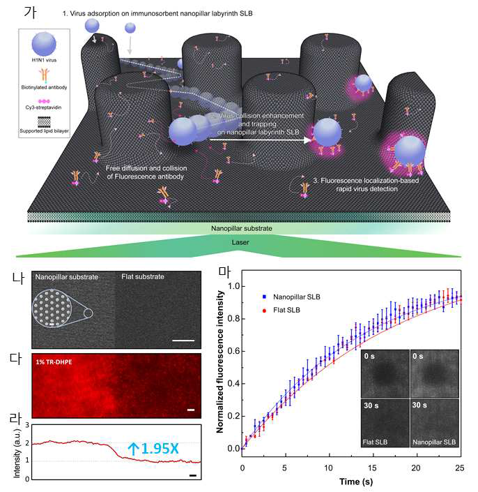 3차원 나노패턴-지지형 지질 이중층 기반 바이러스 검지 플랫폼 개발: (가) 3차원 나노패턴-지지형 지질 이중층 상에서 바이러스에 의한 형광 신호 고집적화 유도, (나) 나노패턴기판과 평면기판의 전자 현미경 이미지, (다, 라) 나노패턴기판 및 평면기판 상에서 형광 지질 이중층의 형광 신호 비교. (마) 나노패턴 및 평면기판 상에서 운동성(확산계수) 비교
