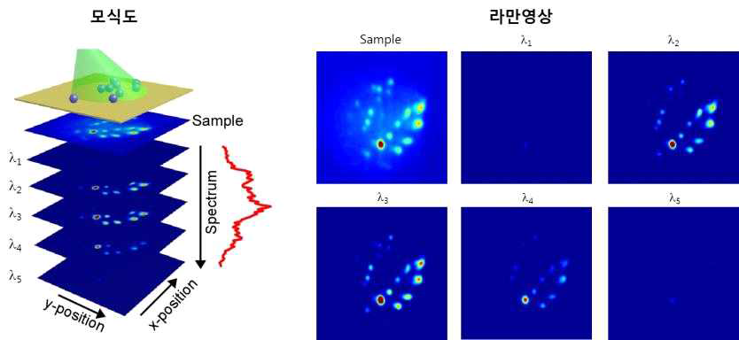 선택적 파장투과기를 통한 초분광학 라만 센서 시스템을 이용하여 얻은 라만 영상