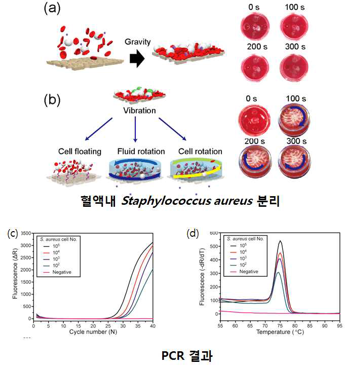 (a) 중력기반 혈액 분리형 디바이스내 개념도, (b) 진동을 이용한 혈액내 미생물 분리 과정 모식도, (c, d) 혈액으로부터 분리된 미생물 (Staphylococcus aureus)의 유전자 증폭 결과