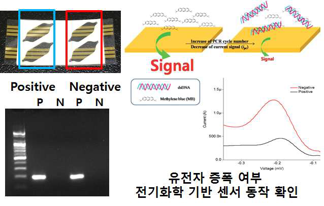 필름형 미세유체디바이스의 실제 유전자 증폭 연구 결과 및 유전자 검출 여부 결과
