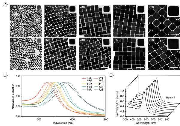 금 나노큐브 형태 조절 및 고수율 정제: (가) 첨가제(NaBr)의 양과 seed 양 변화에 따른 다양한 금 나노큐브 고수율 합성, (나) 크기 및 코너 곡률이 조절된 금 나노큐브 용액의 UV-Vis 스펙트럼, (다) 9개의 서로 다른 배치에서 합성 한 금 나노큐브(53S AuNC)의 extinction 스펙트럼