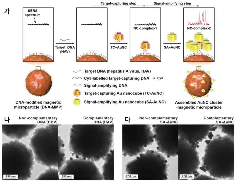 3D 조합 플라즈모닉 나노다면체 기반 바이오컨텐츠(HAV DNA) 검지 시스템; (가) 마이크로 자성 비드를 이용한 타겟 DNA 검지 시스템 개념도, (나) 마이크로 자성 비드 및 금 나노큐브와 상보적인 결합 여부가 다른 서로 다른 DNA(HAV, HBV) 도입에 따른 결합 특이도 확인, (다) 3D 조합체를 유도하는 플라즈모닉 나노큐브 간의 결합 특이도 확인