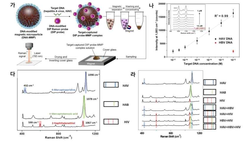탈합금화(dealloying) 반응을 통한 플라즈모닉 나노갭 라만프로브 기반 바이오컨텐츠 검지: (가) 마이크로 자성 비드를 이용한 타겟 DNA (HAV DNA) 검지 시스템 개념도, (나) 플라즈모닉 나노갭 라만프로브 기반 바이오컨텐츠 (HAV DNA) 검지 시스템의 검지능 확인, (다) 서로 다른 3종의 라만 물질 (4-mercaptopyridine, 4-mercaptobenzoic acid, 2-naphthalenethiol)을 도입한 내부 나노갭 라만 프로브 기반 타겟 DNA (HAV, HBV, HIV) 검지, (라) HAV, HBV, HIV 타겟 DNA 다중 검지