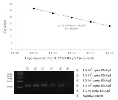 SARS-CoV S2 유전자의real-time PCR과 전기영동 결과