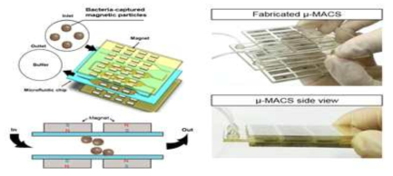 A microfluidic magnetic-activated cell sorter (μ-MACS)